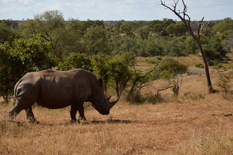 GIF of rhino moving